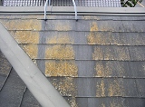 北面屋根のカビ・藻の発生例２の写真